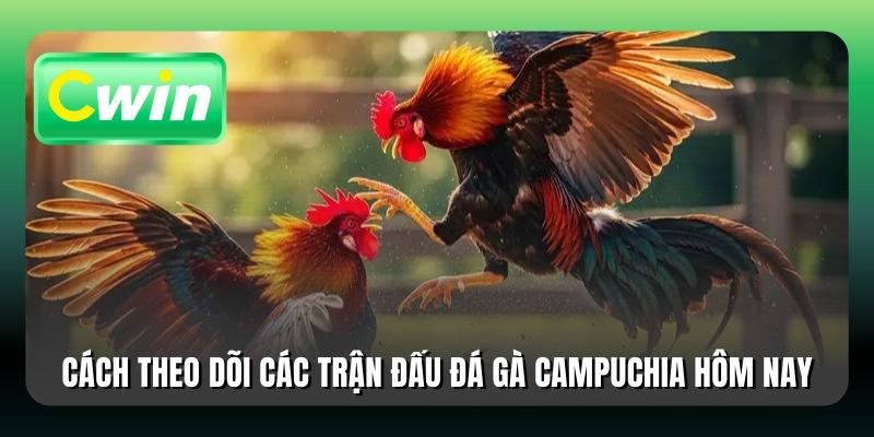 Cách theo dõi các trận đấu đá gà Campuchia hôm nay