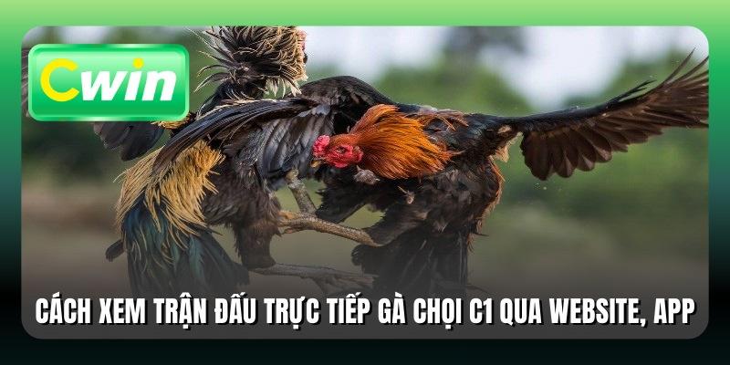 Cách xem các trận đấu trực tiếp gà chọi C1 qua website, app