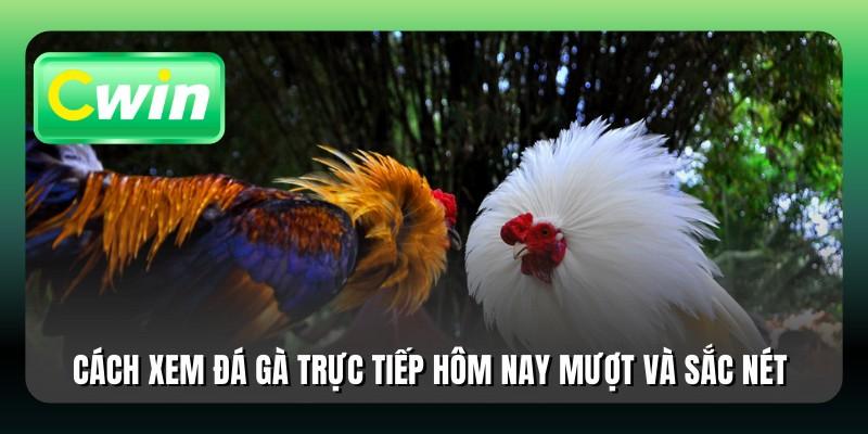 Cách xem đá gà trực tiếp hôm nay mượt và sắc nét