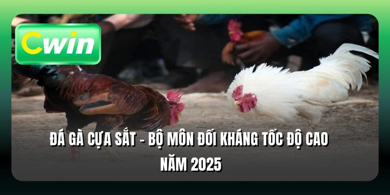 Đá Gà Cựa Sắt - Bộ Môn Đối Kháng Tốc Độ Cao Năm 2025